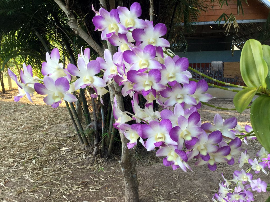 Orchideen im Dezember