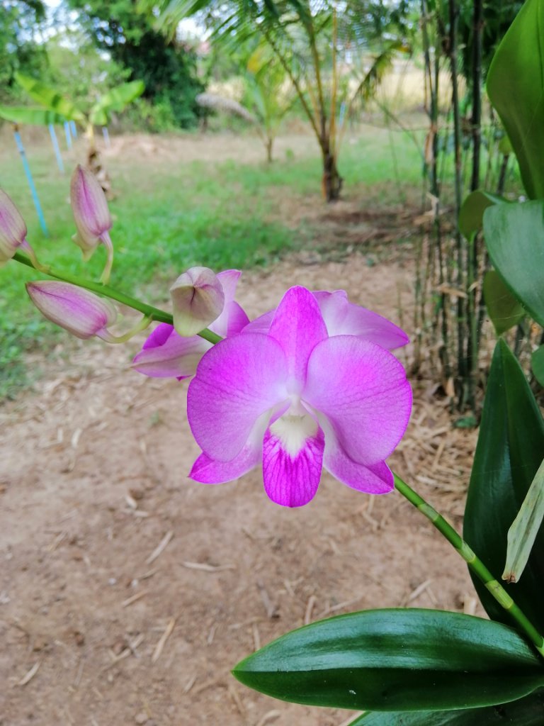 Orchideen im Dezember