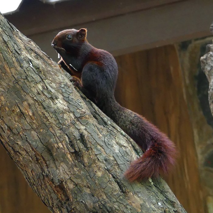 P1030990-a-b-700.jpg