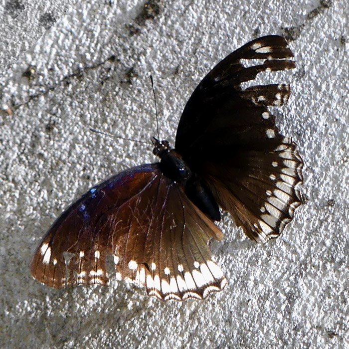 P1030745-a-b2-700.jpg