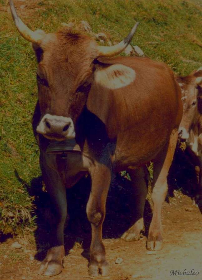OriginalBraunviehEngstlenalpBE_zps8c45b991.jpg