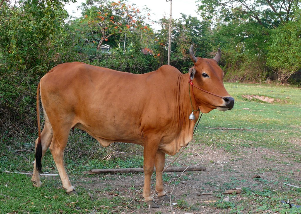 Tha Bo 37.JPG