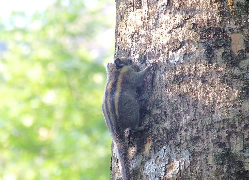 Phu_Ka_Nationalpark_11.jpg
