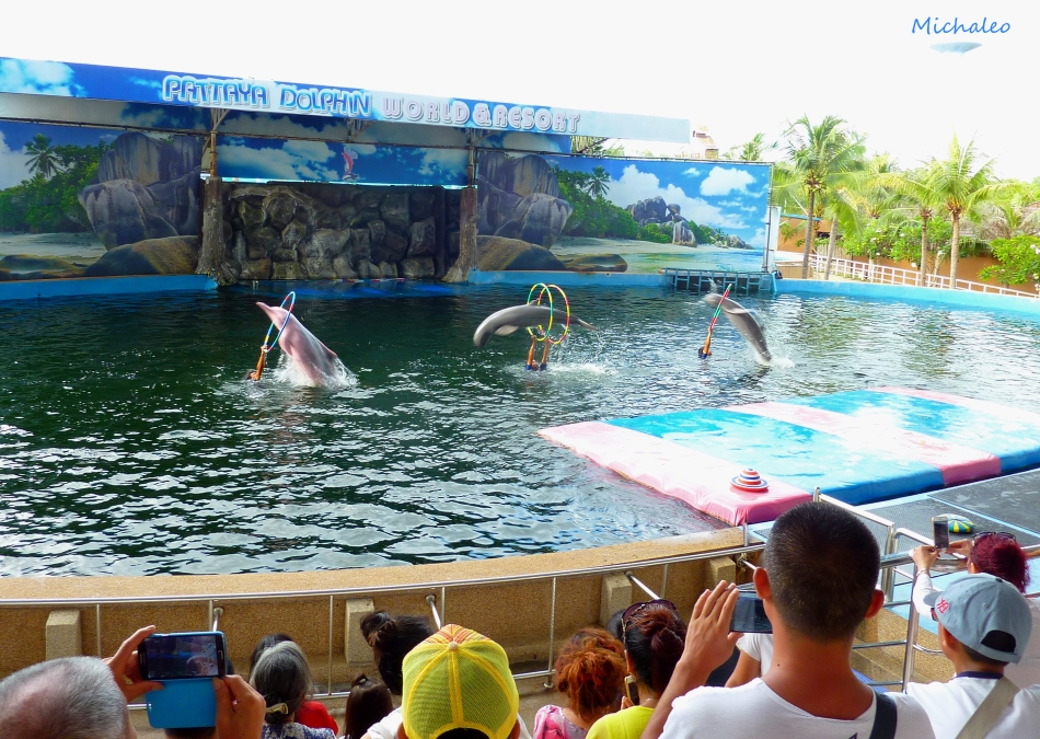Pattaya Flipper.jpg