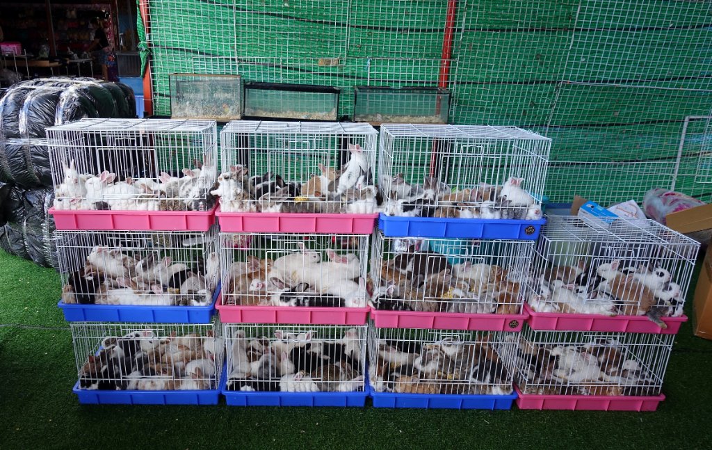 Thung Si Mueang annual fair Udon 7.JPG