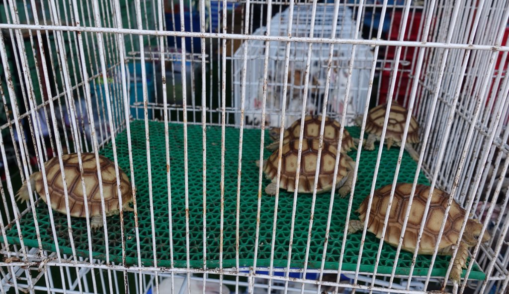 Thung Si Mueang annual fair Udon 5.JPG